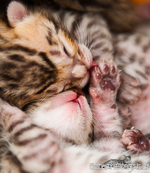 Bengal Kitten